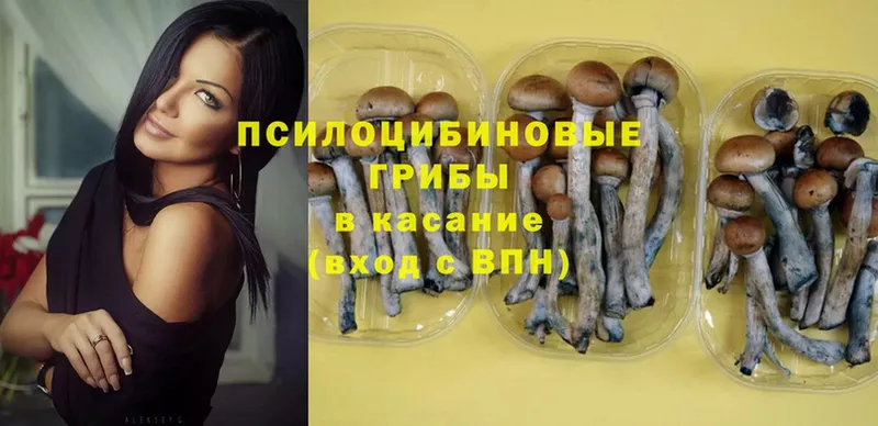 Галлюциногенные грибы Psilocybine cubensis  Светлоград 